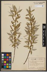 Foto von Salix alba L.